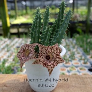 Huernia WN hybrid SURJ20