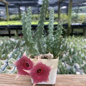 Huernia WN hybrid SURJ5