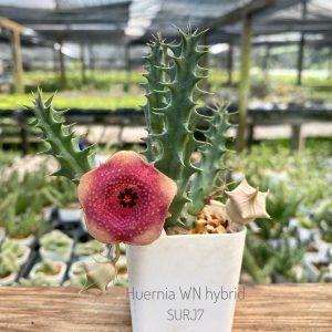 Huernia WN hybrid SURJ7