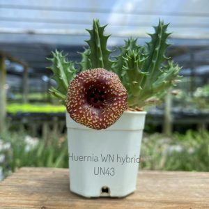 Huernia WN hybrid UN43