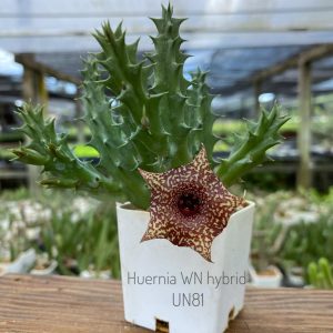 Huernia WN hybrid UN81