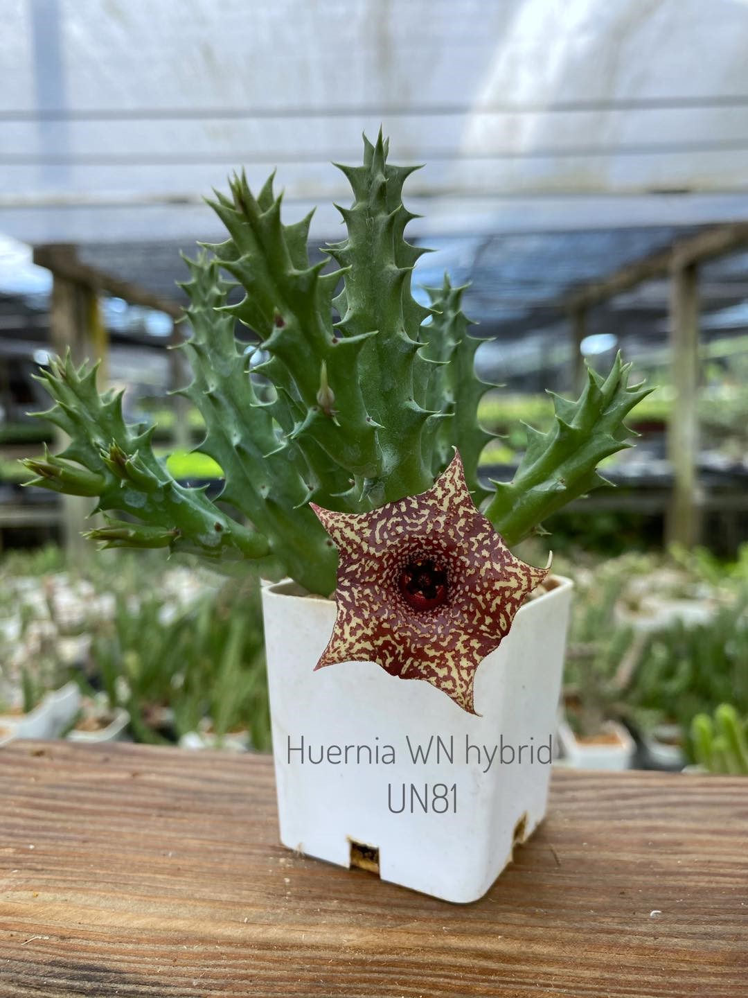 Huernia WN hybrid UN81