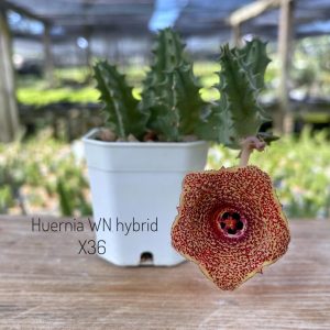 Huernia WN hybrid WNx36