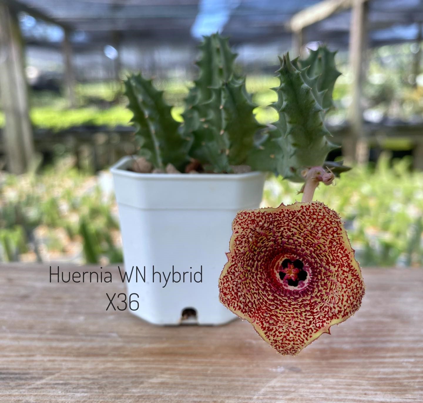 Huernia WN hybrid WNx36