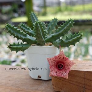 Huernia WN hybrid x35