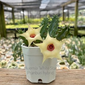 Huernia 'White Star' Pranburi hybrid