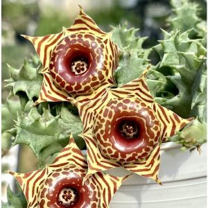Huernia Zebrina