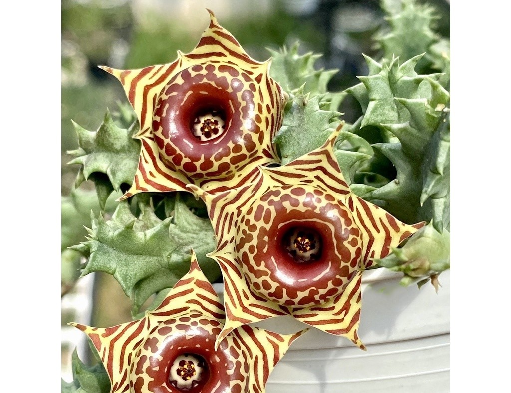Huernia Zebrina