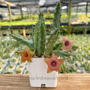 Huernia andreana hybrid
