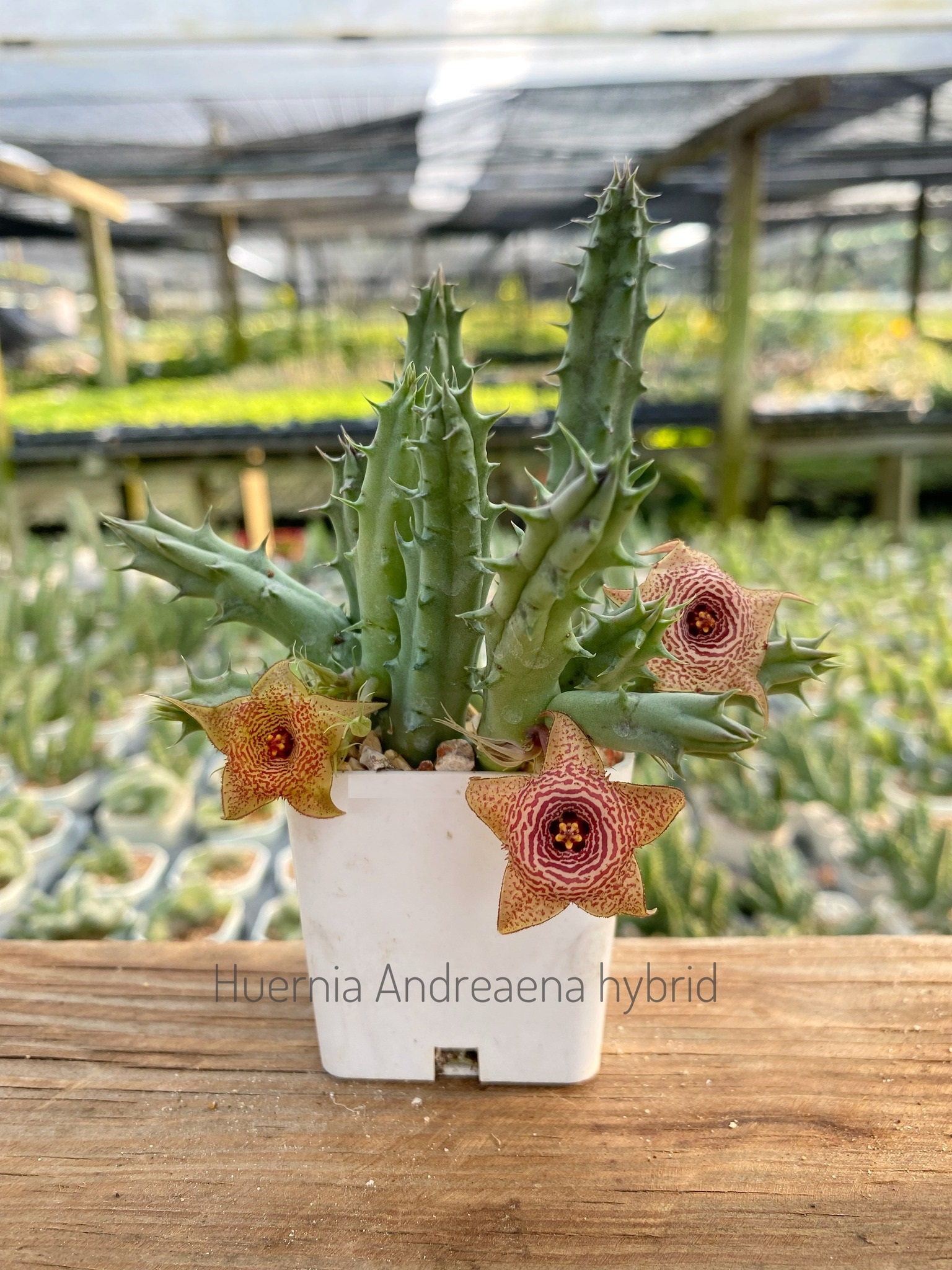 Huernia andreana hybrid