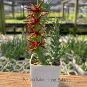 Huernia baldratii ssp. Baldratii