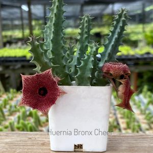 Huernia bronx cheer