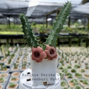 Huernia darika clone 1 Pranburi hybrid