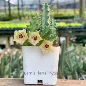 Huernia herreii hybrid