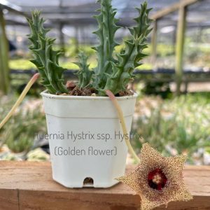 Huernia hystrix ssp. hystrix golden flower