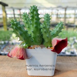 Huernia keniensis var. Nairobiensis