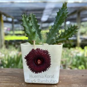 Huernia korat black rambutan