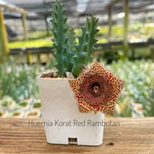 Huernia korat red rambutan