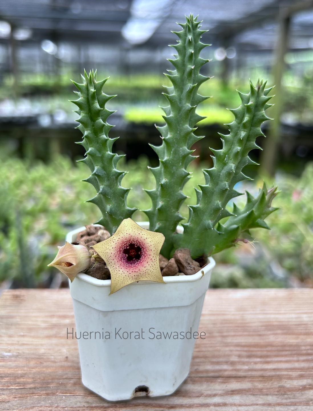 Huernia korat sawasdee