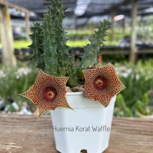 Huernia korat waffle