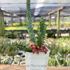 Huernia macrocarpa var. cerasina