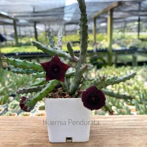 Huernia pandurata