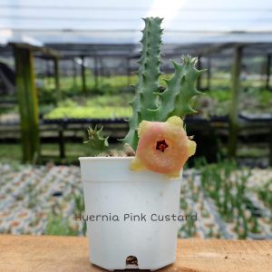 Huernia pink custard