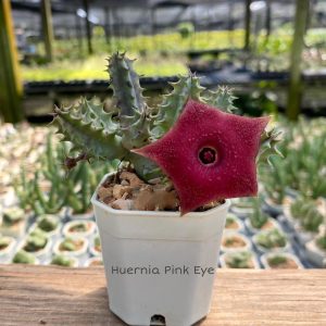 Huernia pink eye