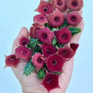 Huernia pink eye