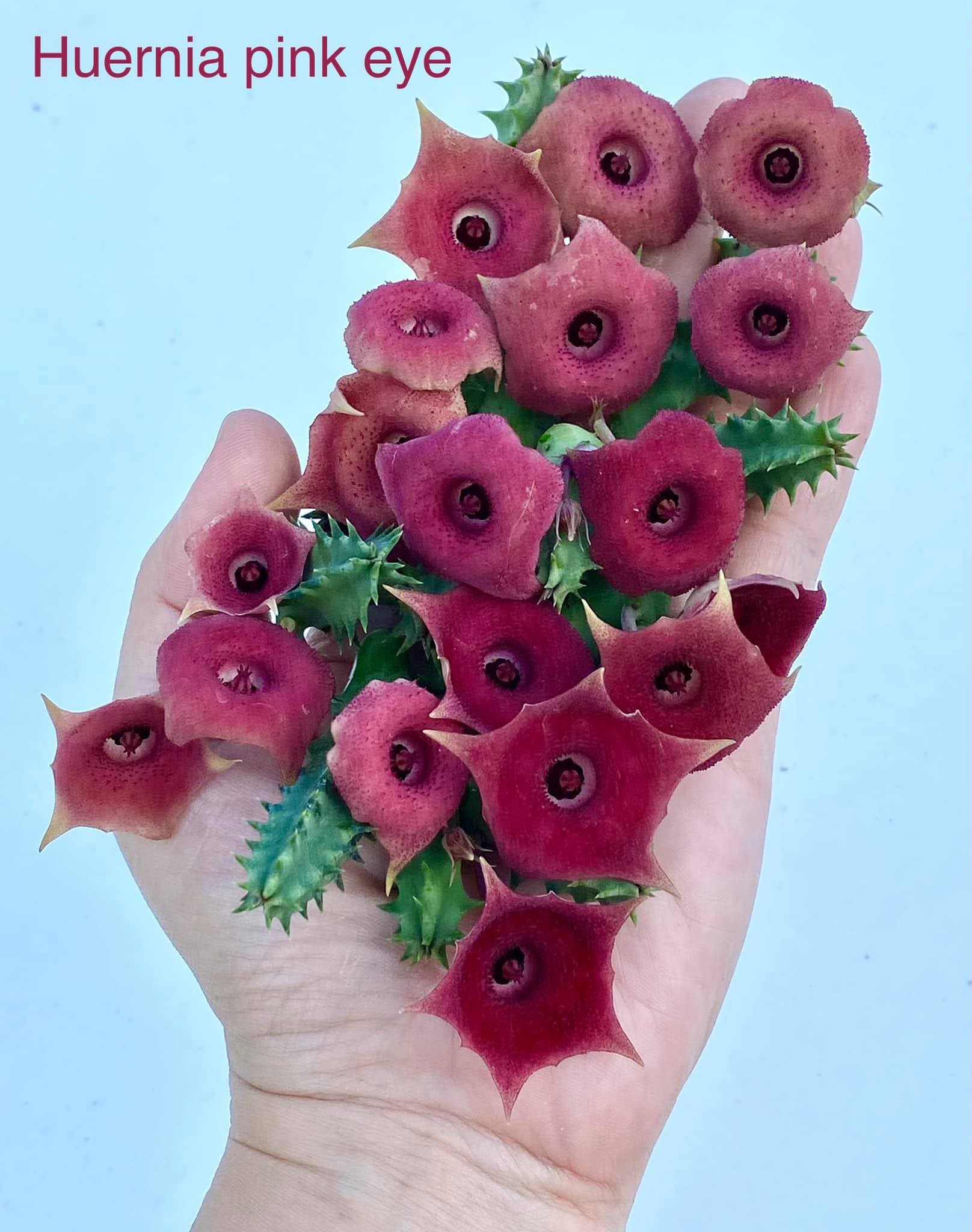 Huernia pink eye