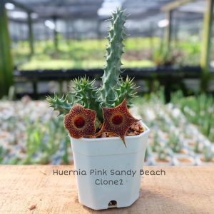 Huernia pink sandy beach clone 2