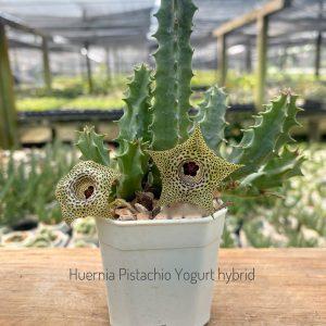 Huernia pistachio yoghurt hybrid