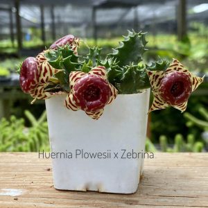 Huernia plowesii x zebrina