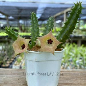 Huernia rosea LAV11269