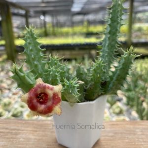 Huernia somalica