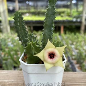 Huernia somalica hybrid clone 3