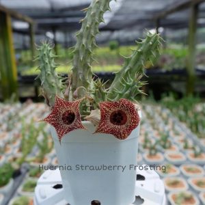 Huernia strawberry frosting
