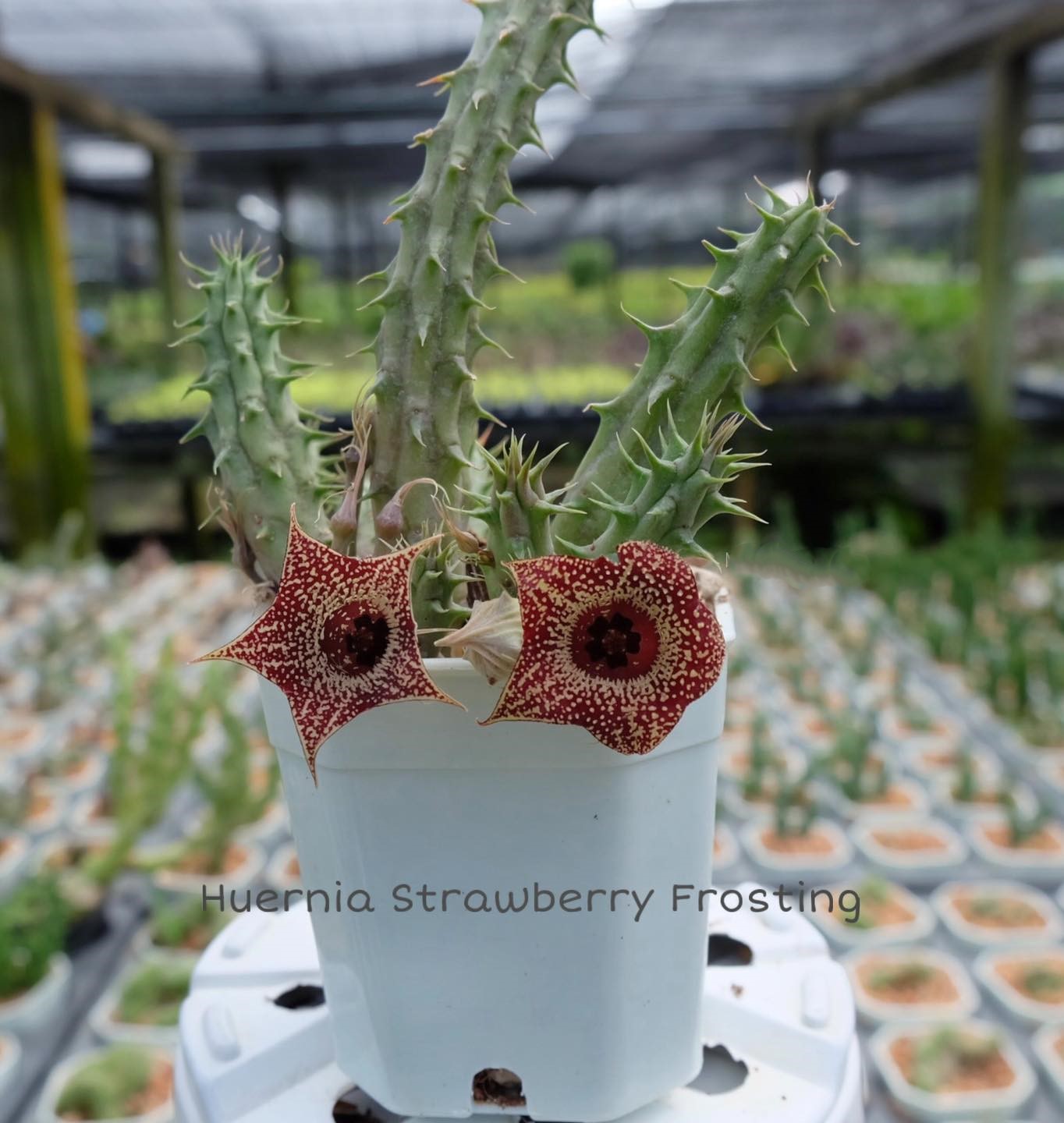 Huernia strawberry frosting