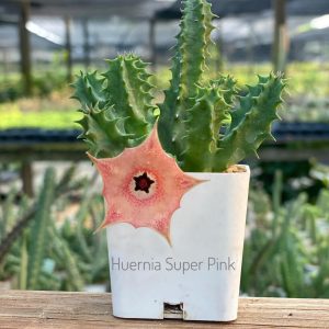 Huernia super pink