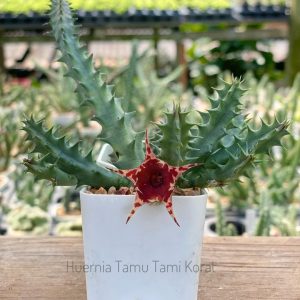 Huernia tamu tami korat