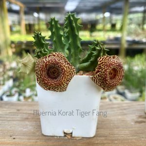 Huernia tiger fang