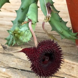 Huernia transmutata