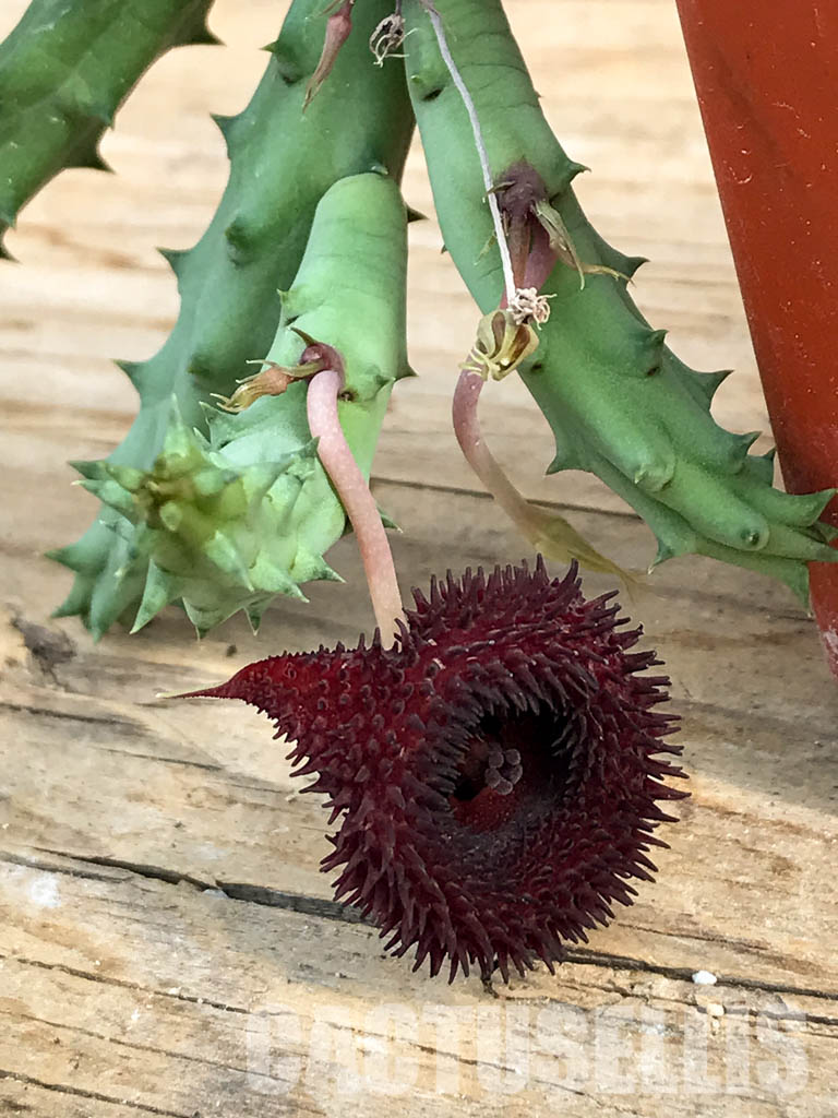 Huernia transmutata