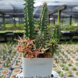 Huernia verekeri