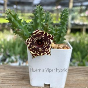 Huernia viper hybrid