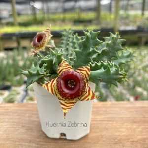 Huernia zebrina insigniflora