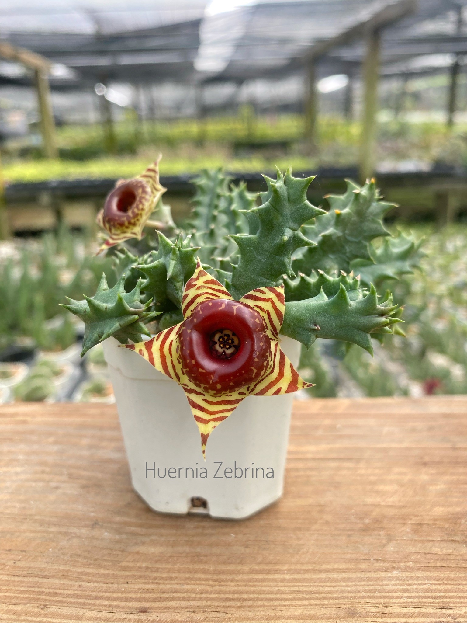 Huernia zebrina insigniflora