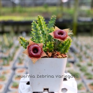 Huernia zebrina variegata