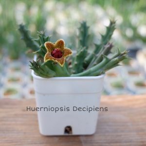 Huerniopsis decipiens