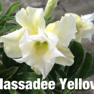 Adenium hussadee